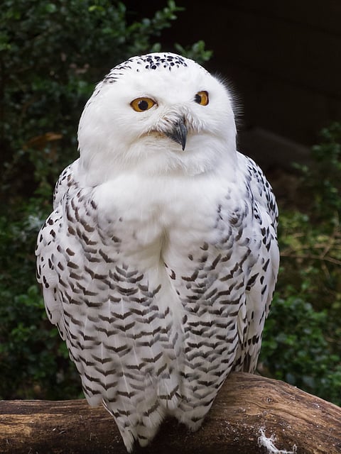 A shot of a Snowy Owl