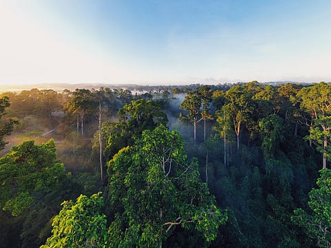 The Borneo rainforest is one of the oldest in the world