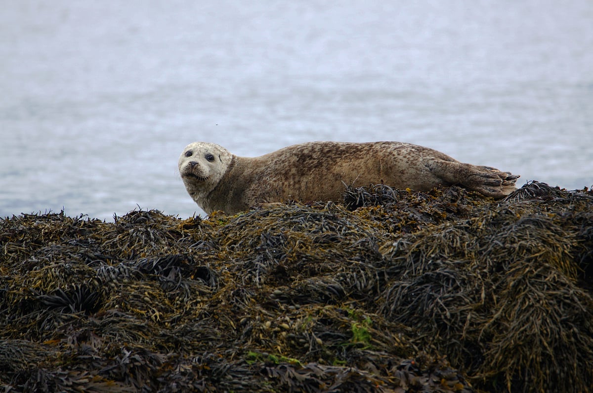 A seal in Jura