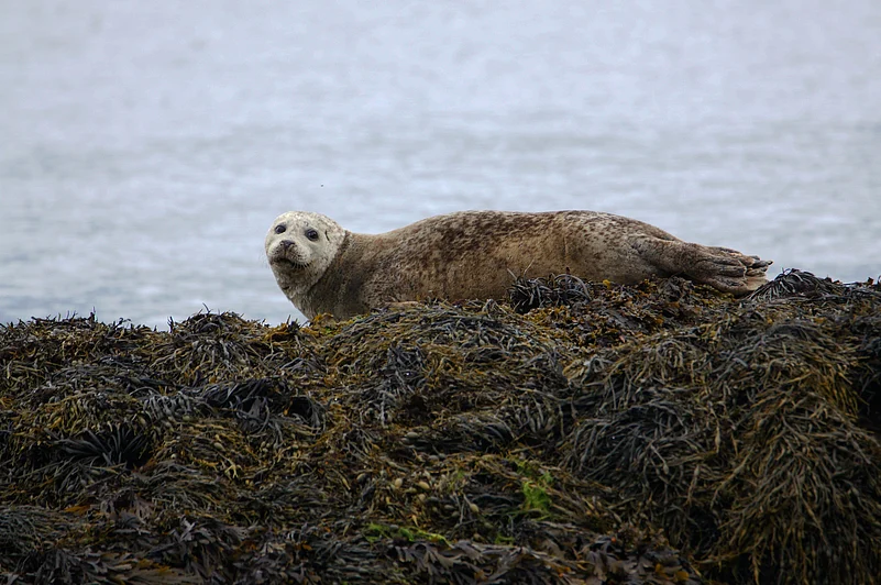 A seal in Jura