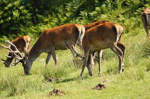 The red deer population in Jura numbers around 6,000 to 7,000 individuals