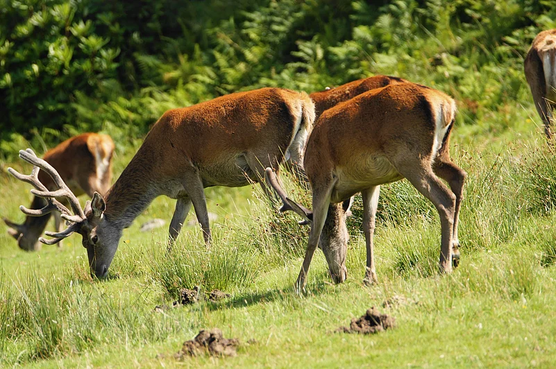 The red deer population in Jura numbers around 6,000 to 7,000 individuals