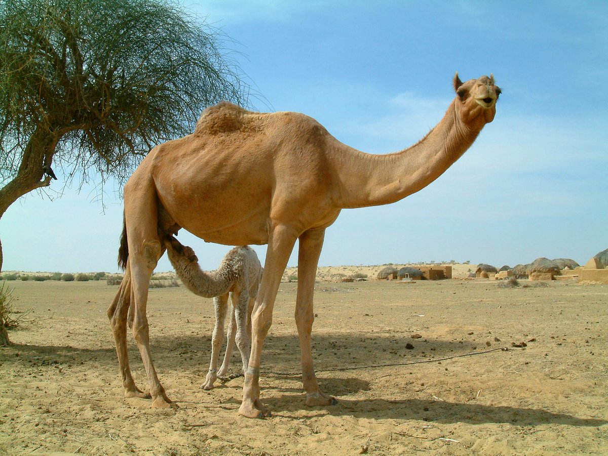 Rajasthan had 213,000 camels according to a 2019 livestock census
