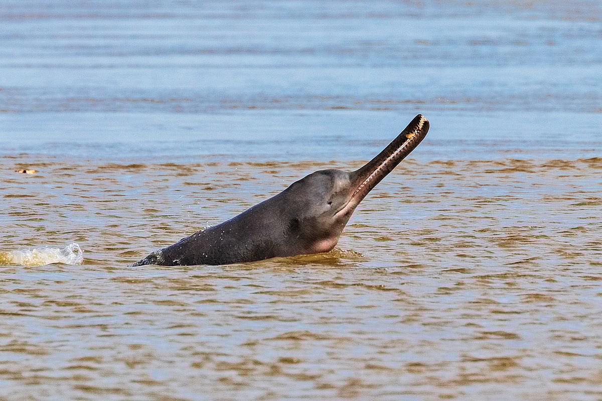 Shutterstock : The Ganges River Dolphin, officially declared India’s National Aquatic Animal in 2009, is more than just a species under threat. It is an ecological barometer