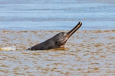 Shutterstock : The Ganges River Dolphin, officially declared India’s National Aquatic Animal in 2009, is more than just a species under threat. It is an ecological barometer