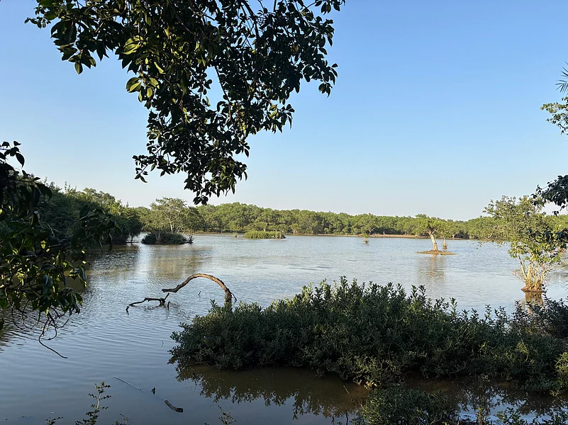 The lush greenery of the mangrove forests stretched endlessly, their roots dipping into the water