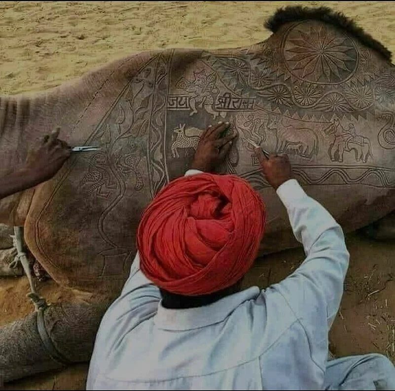 A Raika man shears art on a camels body