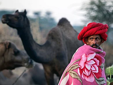 abhishek_hajela/Instagram : The Raika is an indigenous pastoral tribe that has reared camels for generations