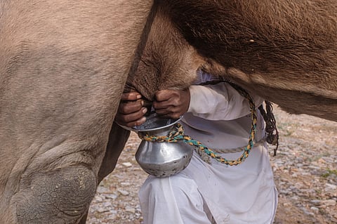 Milking a camel in Rajasthan
