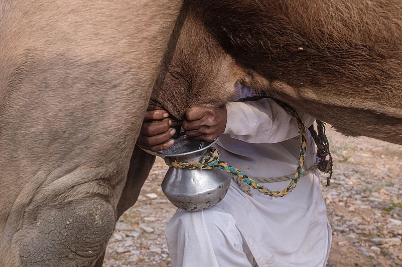 Milking a camel in Rajasthan