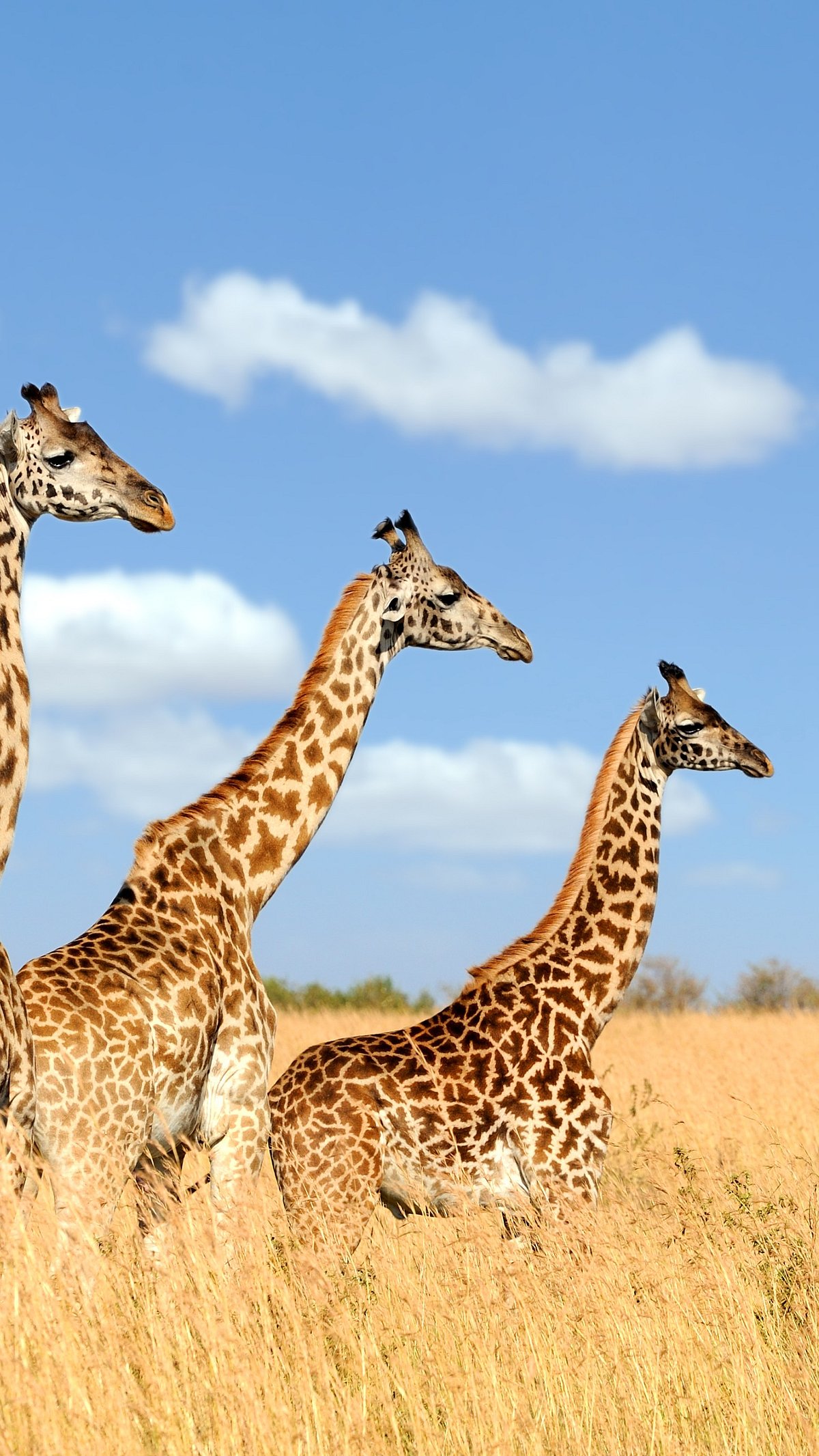 Wikimedia Commons : GIraffes at Maasai Mara