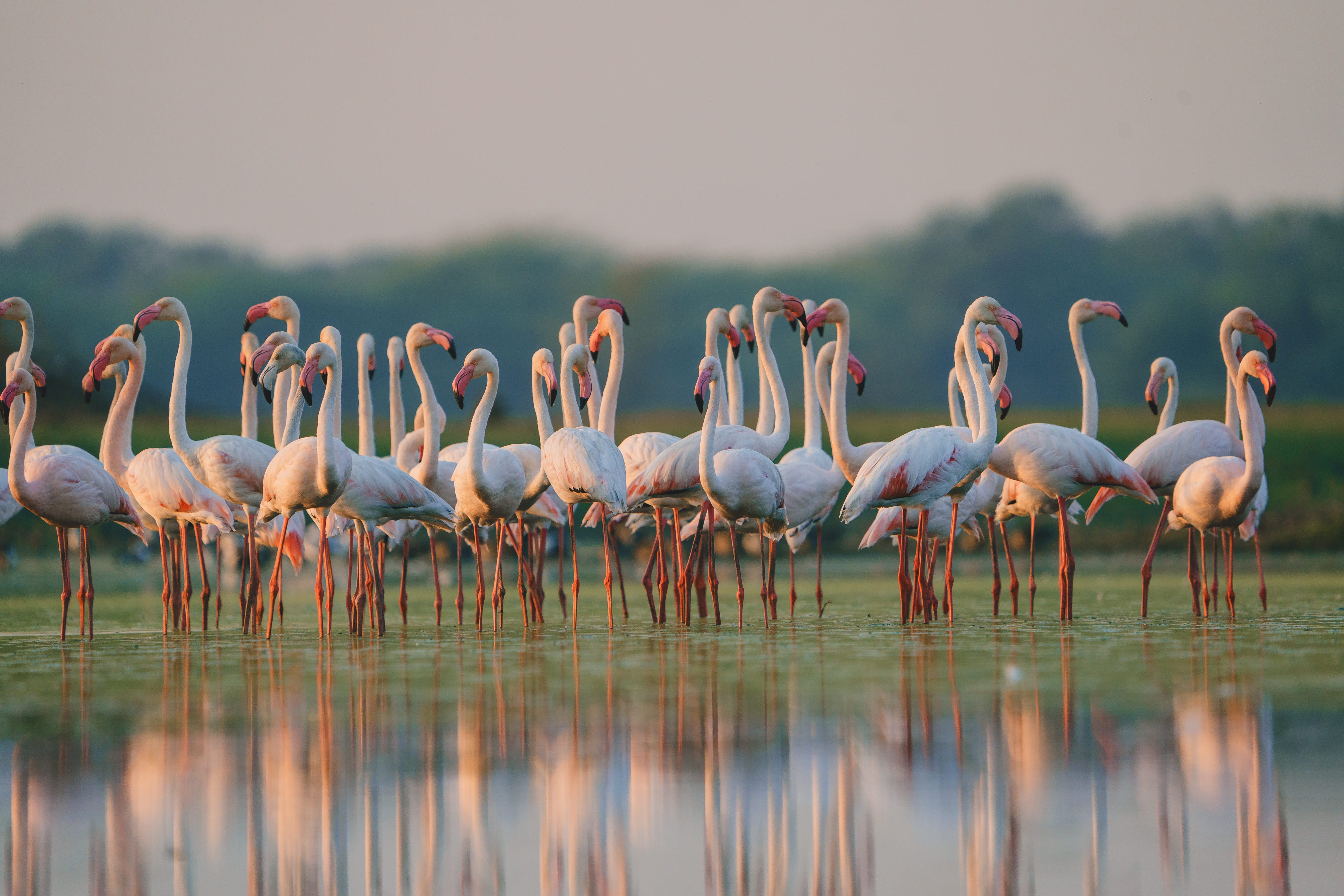 Flamingos at Thol Lake Sanctuary, Ahmedabad, Gujarat
