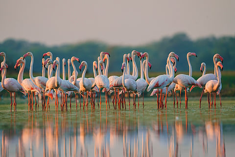 Flamingos at Thol Lake Sanctuary, Ahmedabad, Gujarat