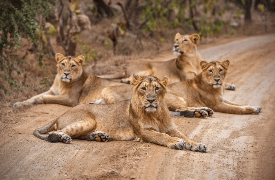 Asiatic Lions at Gir National Park, Gujarat