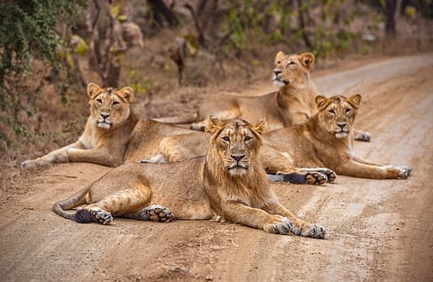 Asiatic Lions at Gir National Park, Gujarat