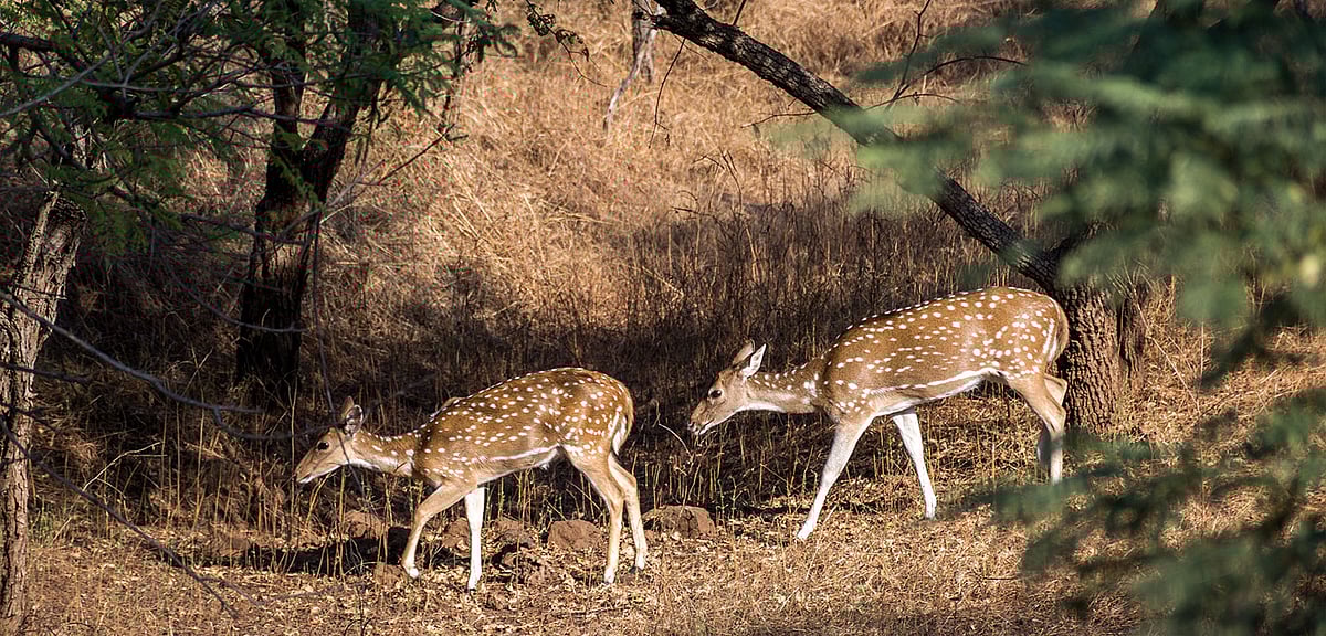 Inside Barda Hills Wildlife Sanctuary, Porbandar, Gujarat.