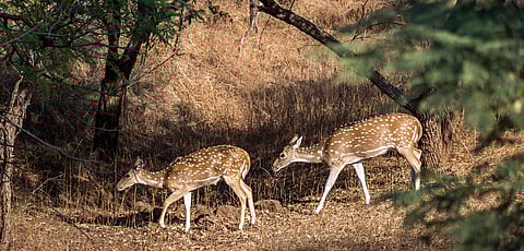 Inside Barda Hills Wildlife Sanctuary, Porbandar, Gujarat.