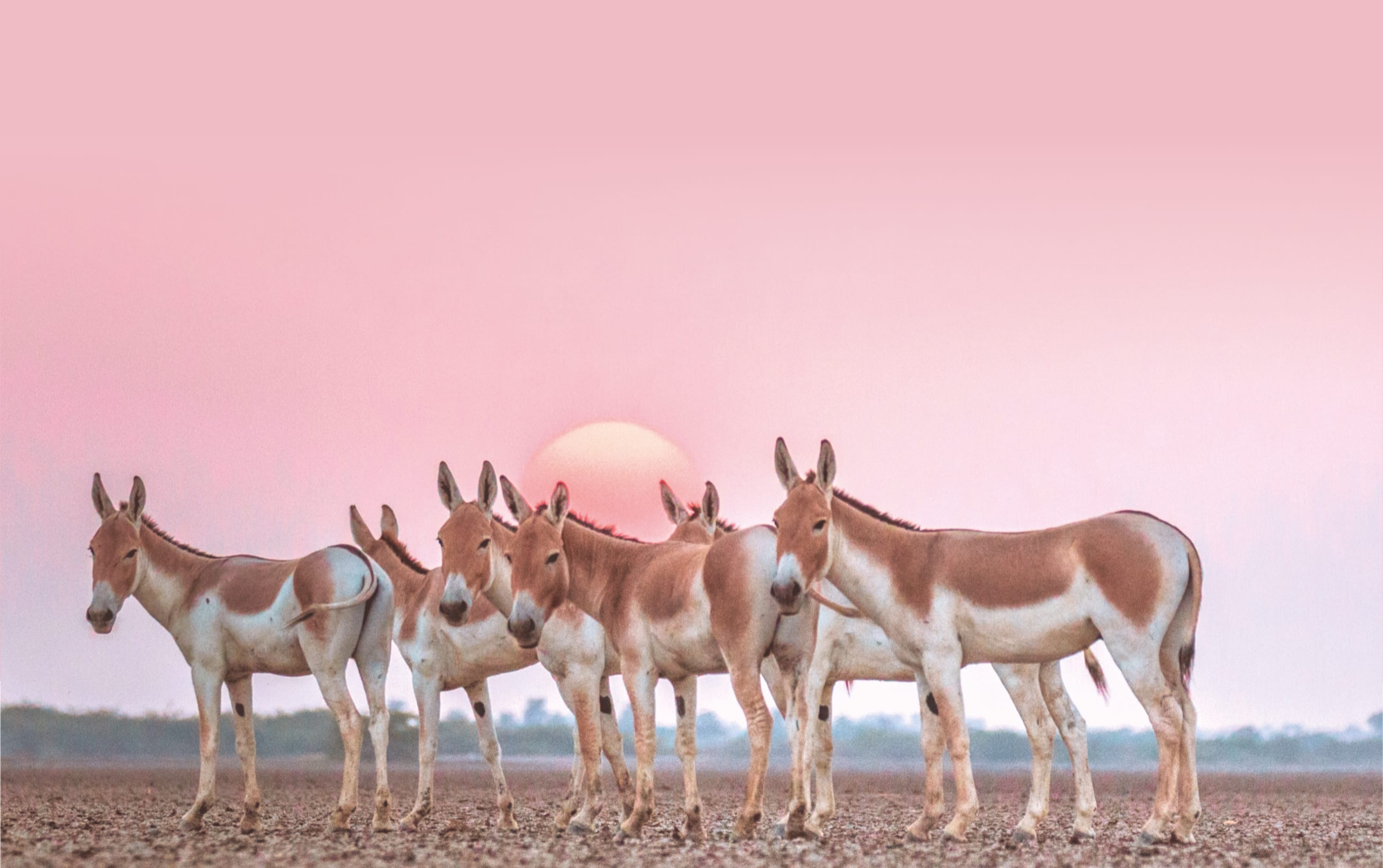Wild Ass at Little Rann of Kutch, Gujarat.