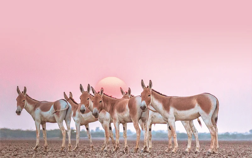 Wild Ass at Little Rann of Kutch, Gujarat.