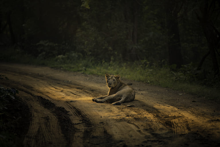 Gujarat’s wild heart beats strong across forests, hills, and wetlands, offering encounters that stay with you forever. - Gujarat Tourism