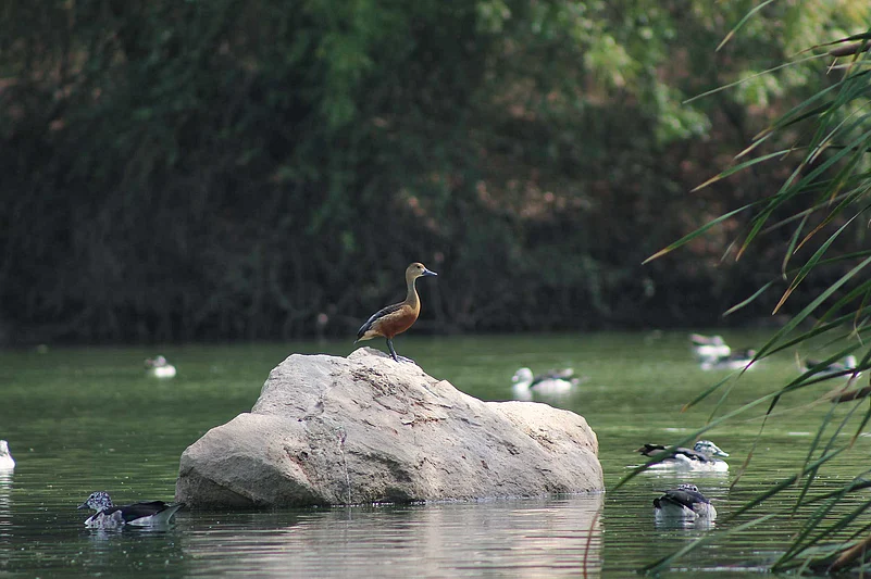 Jambughoda Wildlife Sanctuary, Panchmahal, Gujarat