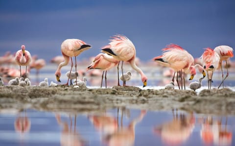Flamingos at Chhari Dhand Wetland Reserve, Kutch, Gujarat
