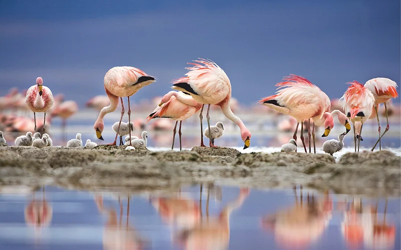 Flamingos at Chhari Dhand Wetland Reserve, Kutch, Gujarat
