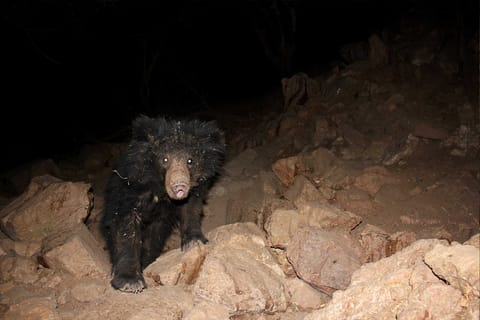 Sloth bear at Ratanmahal Sloth Bear Sanctuary, Dahod.