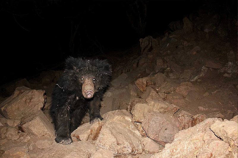 Sloth bear at Ratanmahal Sloth Bear Sanctuary, Dahod.