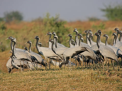 Demoiselle Crane at Khijadiya Bird Sanctuary, Jamnagar, Gujarat.
