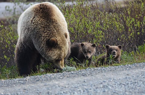 A grizzly bear sow with her cubs