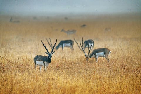 Blackbucks at Velavadar Blackbuck National Park, Gujarat.