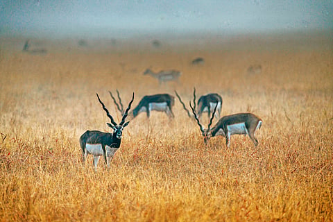 Blackbucks at Velavadar Blackbuck National Park, Gujarat.