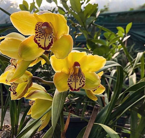 Orchids in bloom in the Yakten village