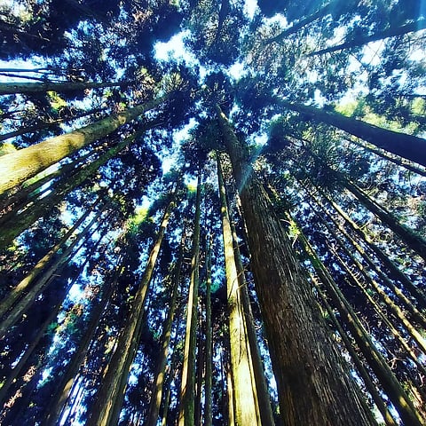 A stand of trees in Yakten