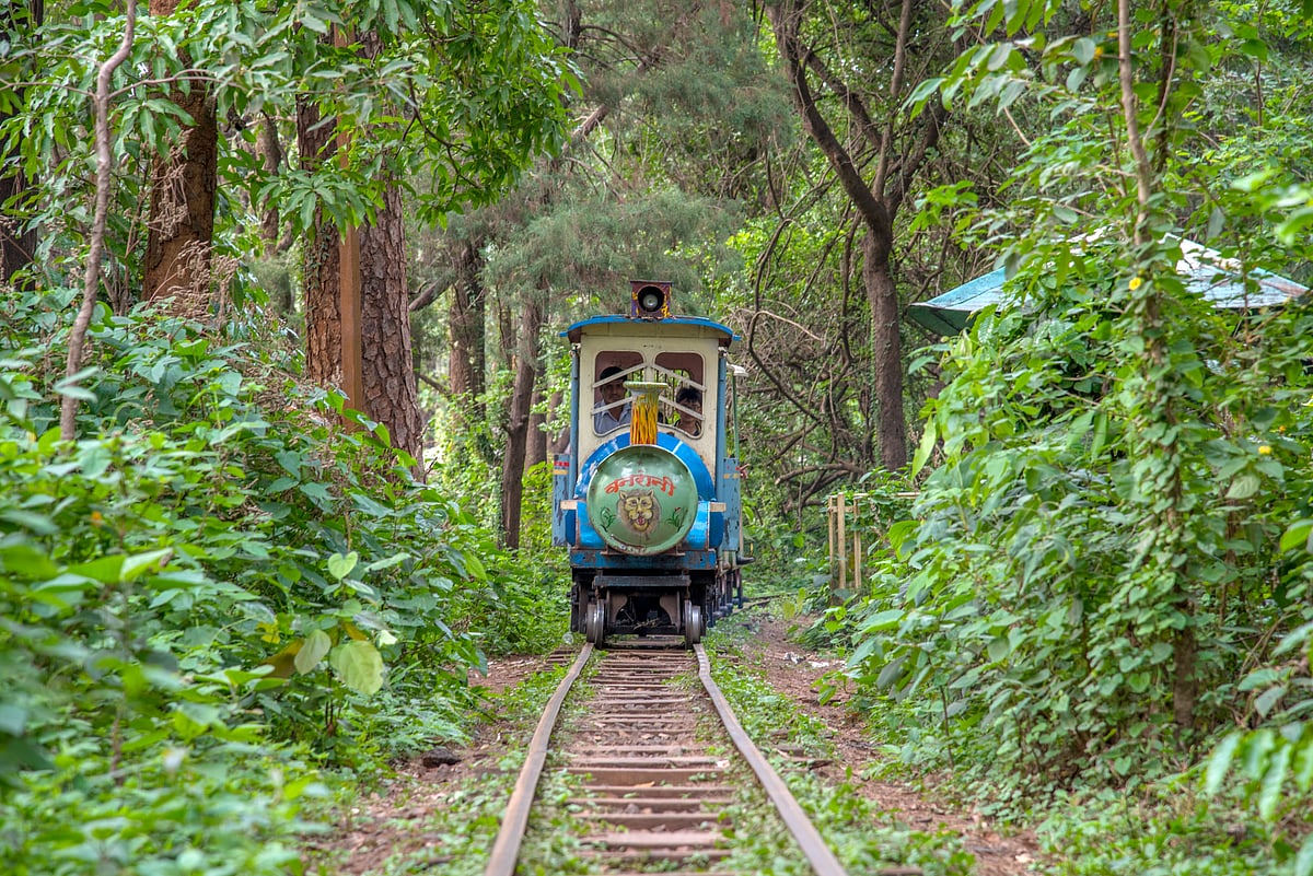 Enjoy a train ride in Melghat Tiger Reserve