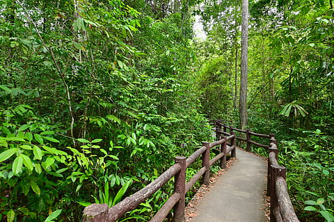 A lane amidst a dense jungle in the direction of emerald pool