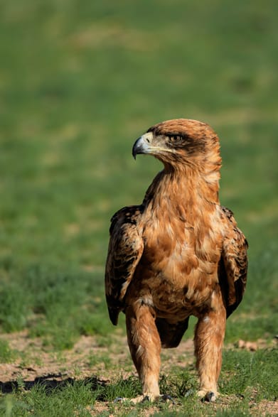 Shutterstock : A tawny eagle