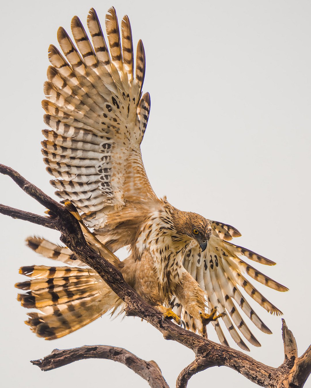 A crested serpent eagle