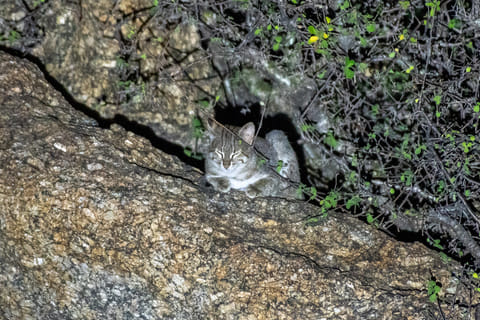 Rusty Spotted Cat