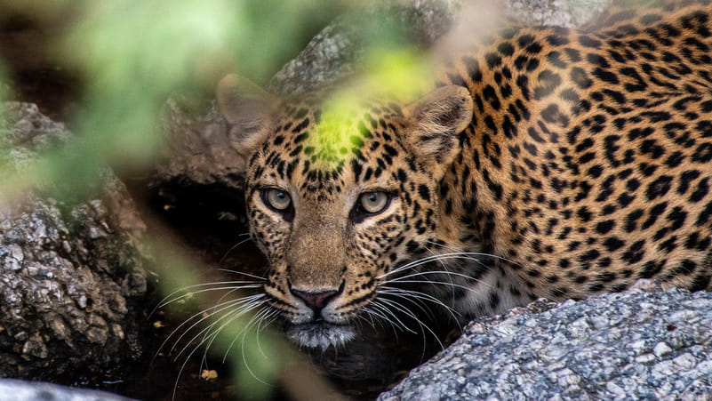 Leopard by the stream