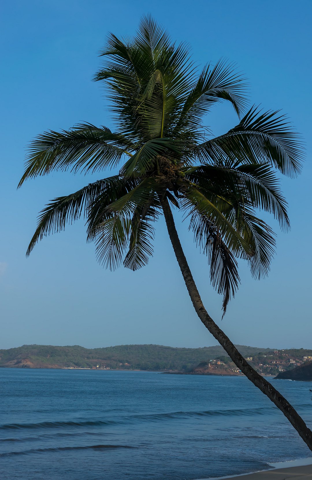 A palm tree on Velneshwar Beach