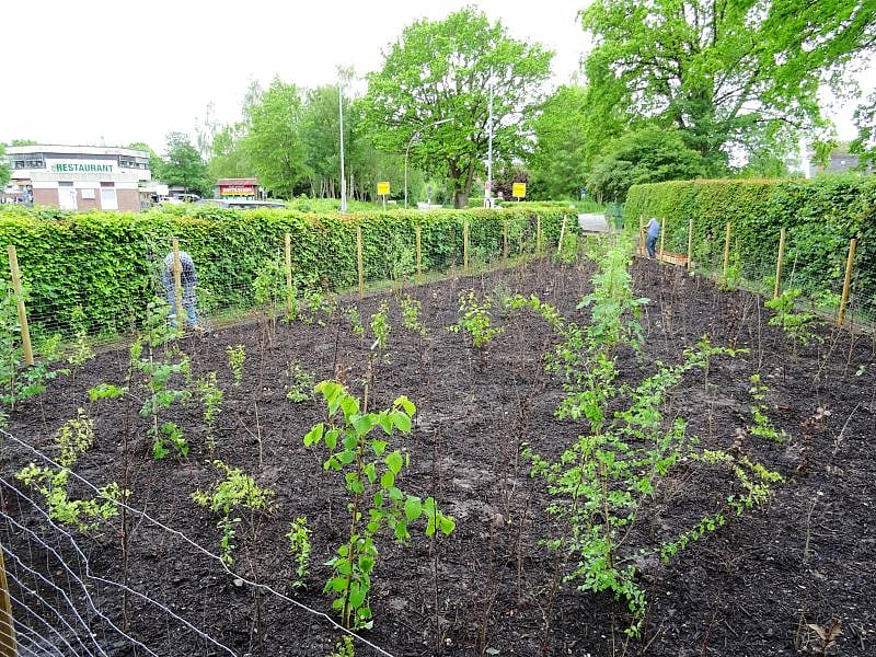 A Miyawaki forest being planted in Germany