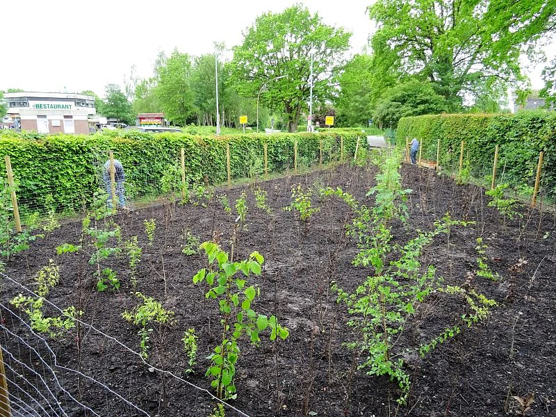 A Miyawaki forest being planted in Germany