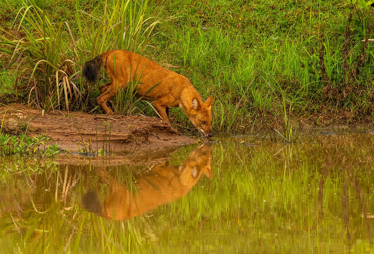 Chaithanya Krishnan/Shutterstock