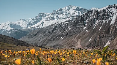 Roots Ladakh : Wild Tulips in Mushkoh Valley