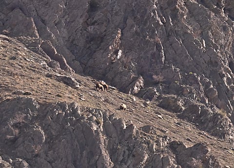 Brown bear family, Moshka (Kargil)