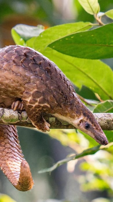 rainforest_eye/instagram : A sunda pangolin sits on a branch