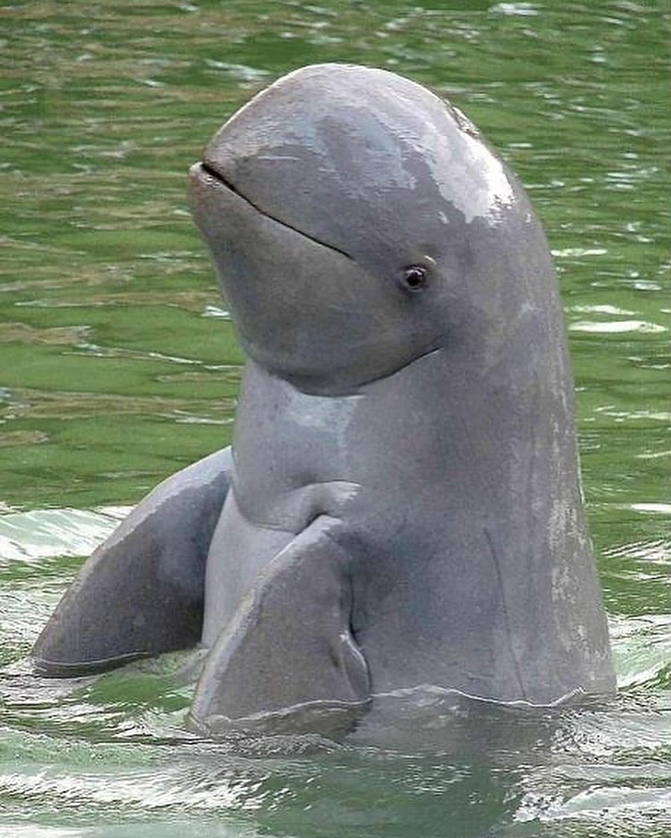 A shot of an irrawaddy dolphin