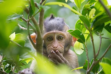 Shutterstock : A monkey/Representational